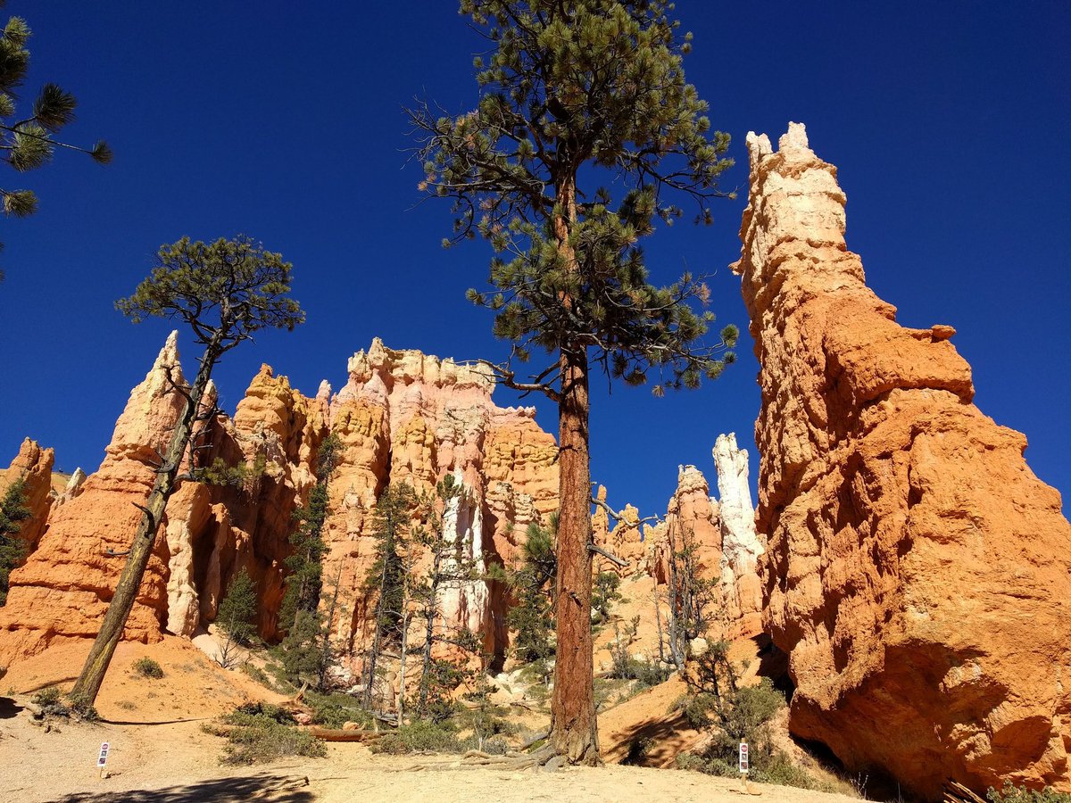 ValVsTheWorld's tweet photo. It's been awhile since I posted a picture of some #redrock, so here's a photo from our Nov 2018 visit to #BryceCanyon, #Utah.
I'm itching to go hiking now. Ngl. #brycecanyonnationalpark
#nationalparks #protectournationalparks #queensgardentrail #nature #redrock #visitutah https://t.co/8sWryJY9Me