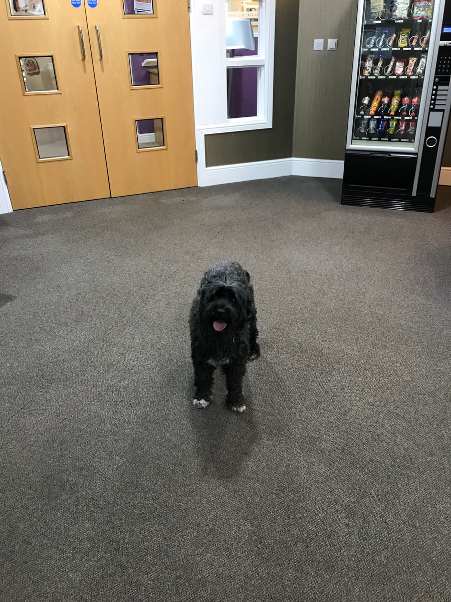 Buck_Lodge's tweet photo. I brought my #ChloeBear to work @Buck_Lodge again today and she spent the day #Engaging with #Customers #Visitors & #Colleagues
@Buck_Lodge is registered #PetFriendly with @CinnamonTrust & on @carehome_co_uk
#DogsAtWork #BuckinghamLodge #AnchorActive https://t.co/LD6TkvpO64