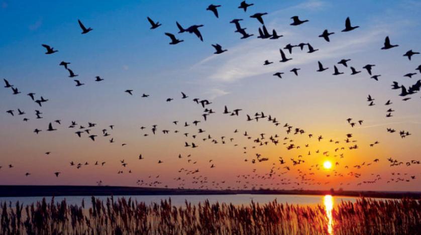 رحيـــــــل tweet media