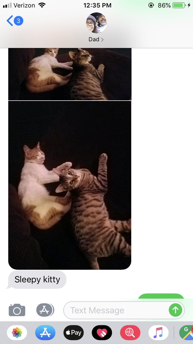 omobe15's tweet photo. I’m loving the updates on the cats that my dad is constantly sending me https://t.co/wCPv4BsLJQ