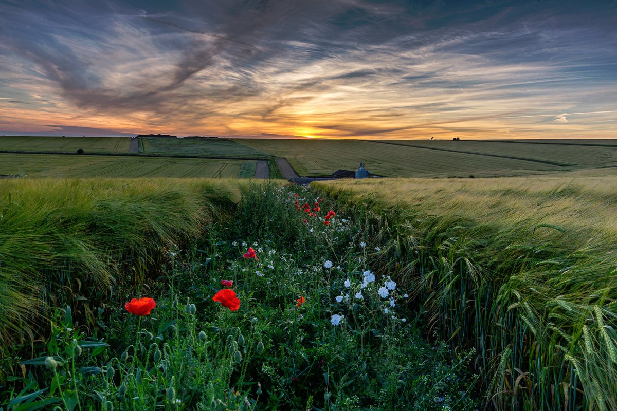 brianspicer141's tweet image. Strip of colour in a green world, one of my entry's for  LPOTY  flickr.com/photos/1746973… @brightonsnapper @VisitSussex