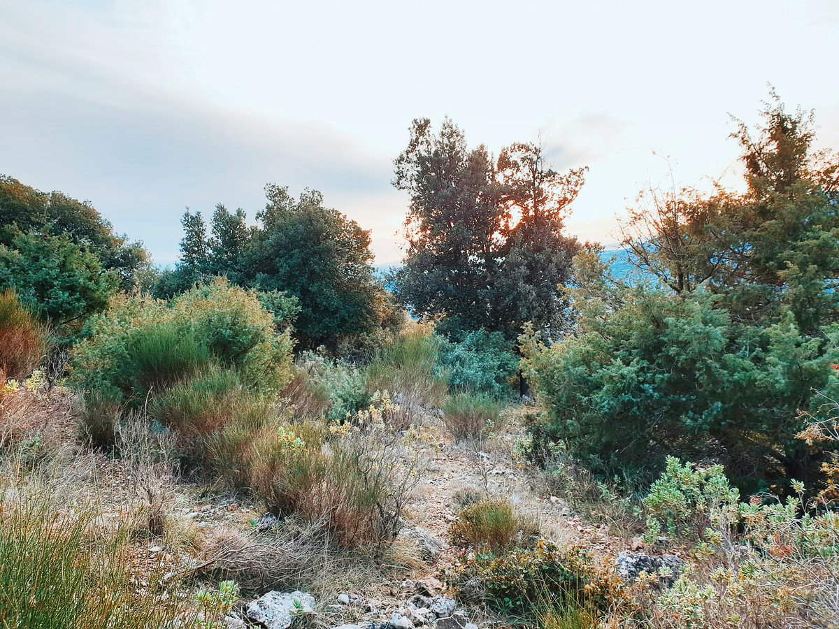 AimonsAspremont's tweet photo. Balade en pleine nature 🌿🍃🌲#aspremont #CotedAzurFrance #photography https://t.co/w8SkBghAOj