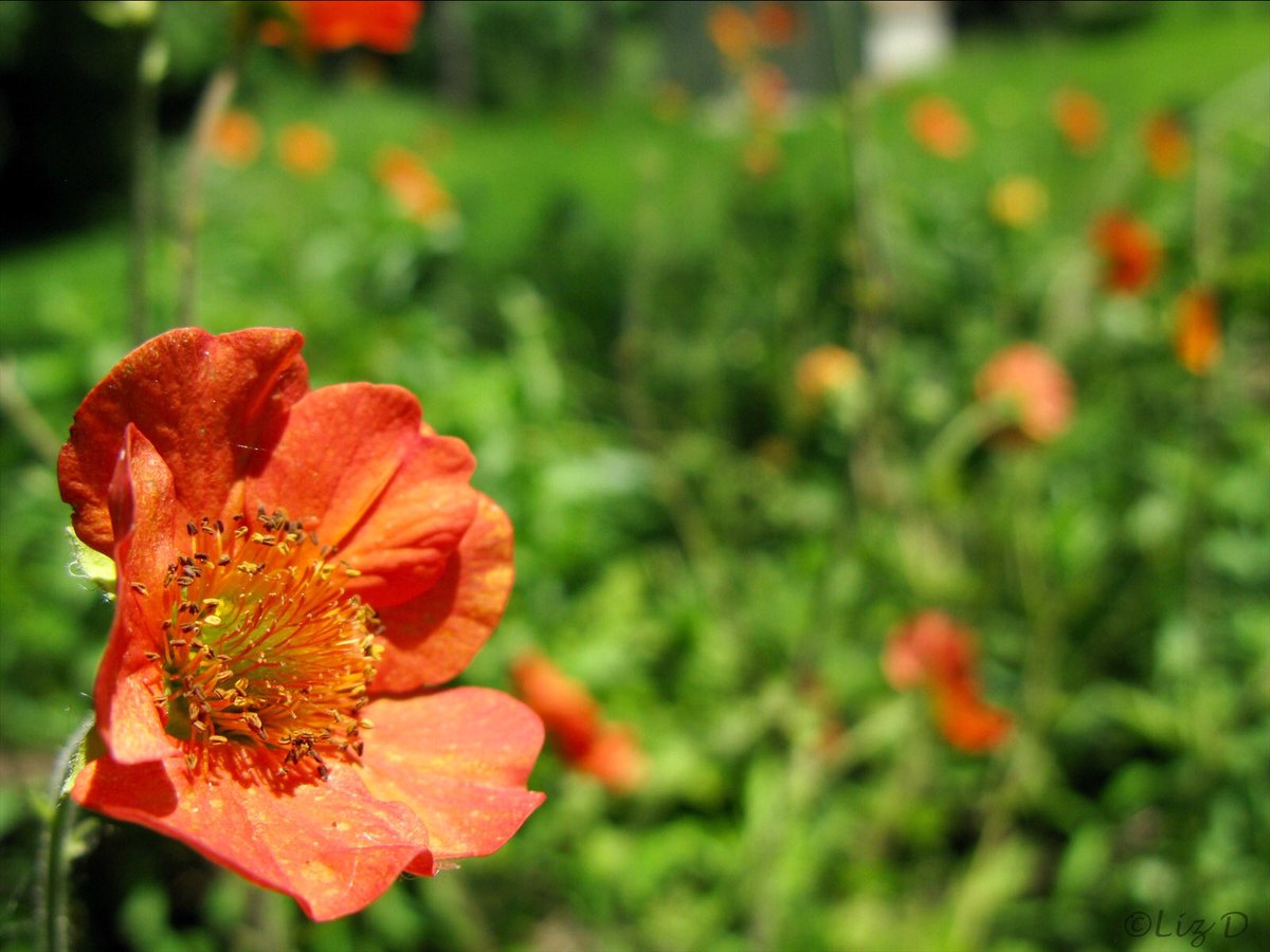 An orange flower in the corner of the picture with out of focus greenery and other orange flowers in the background.