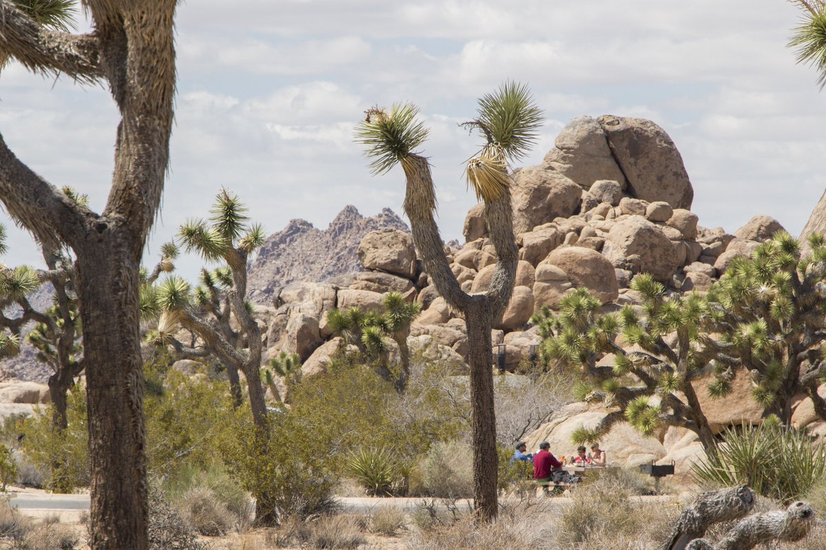 JoshuaTreeNPS's tweet photo. Did you know Joshua Tree has become one of the Top 10 most visited National Parks in the United States? 

With more visitors recreating and adventuring in the park, that means the potential for more impact on our cultural and natural resources. 

Photo: NPS / Brad Sutton https://t.co/RMwgcd2TKN