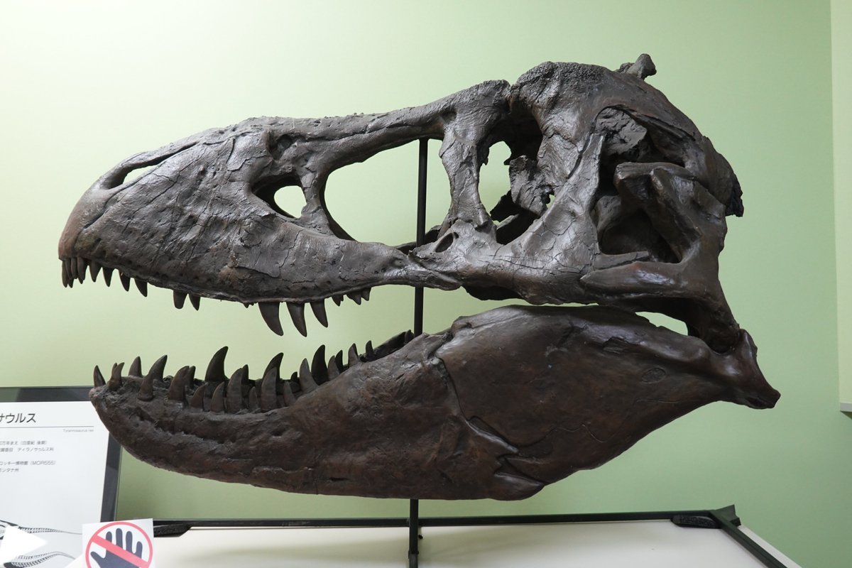 らえらぷす ジュラルc Twitterren このティラノサウルスの頭骨 Mor 555 の頭骨を 展示の真横 から撮ると1枚目のようになる 正面 2枚目 から見るとわかる通りこの頭骨はひしゃげていて 右側面の方が本来の状態に近い よって 本来の真横 を意識して撮影