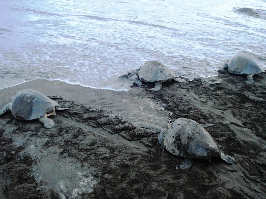 GoToursCR's tweet image. Turtle Nesting at Ostional Beach, Guanacaste 🐢

#turtlenesting #ostionalbeach #guanacaste #costarica #uniqueevents #naturebeauty #travel #experiences

gotourscostarica.com