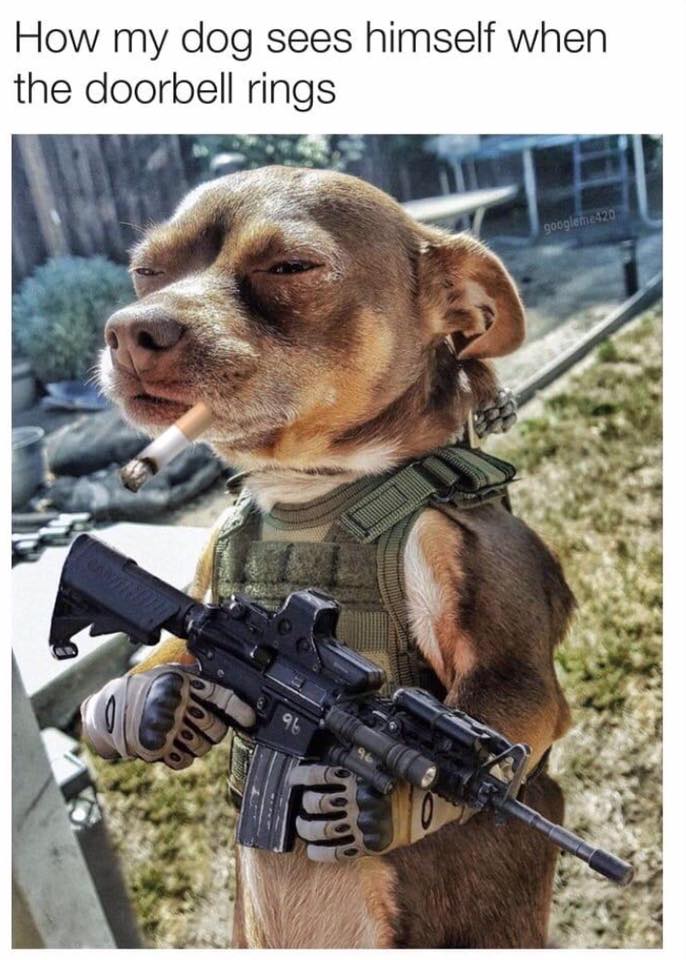 MensHumor's tweet photo. Chihuahuas are 50% terror, 50% trembling. https://t.co/A99kGc282I