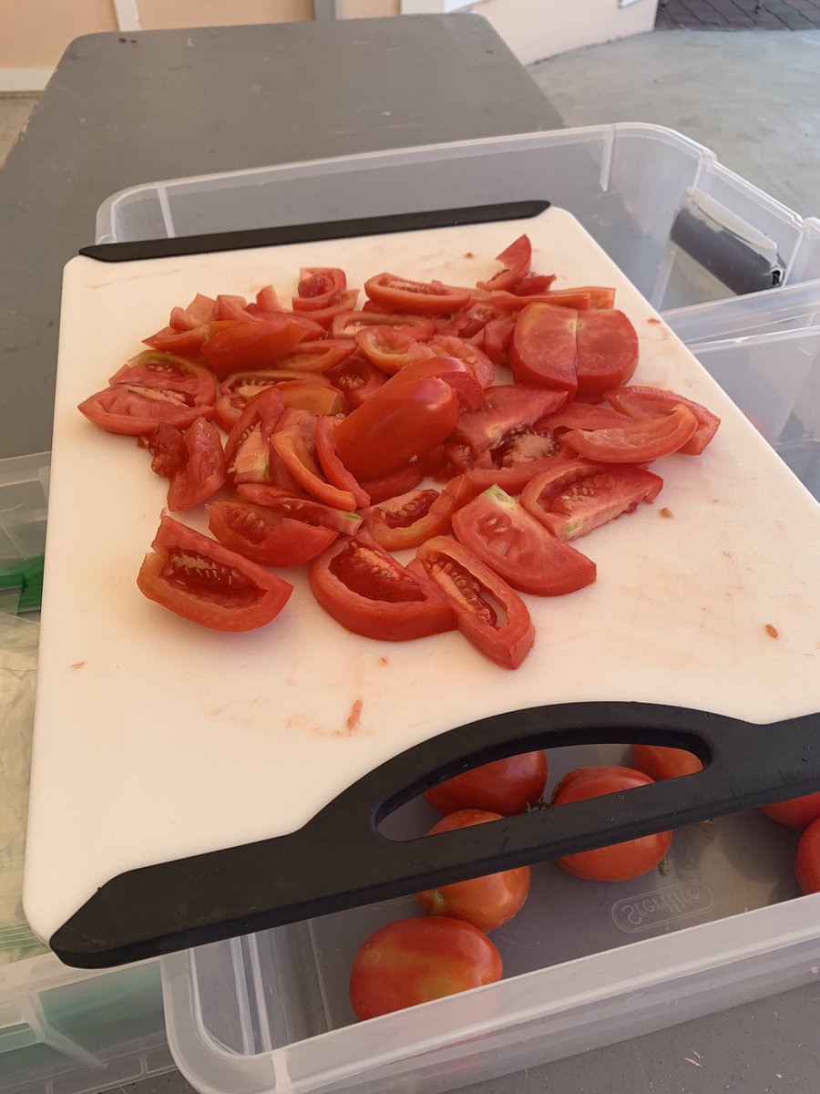 #PCK students got to pick tomatoes from the #PCGarden! They were looking for bright red tomatoes that were ready to eat. #PCOutdoorLearning #PCNurturing