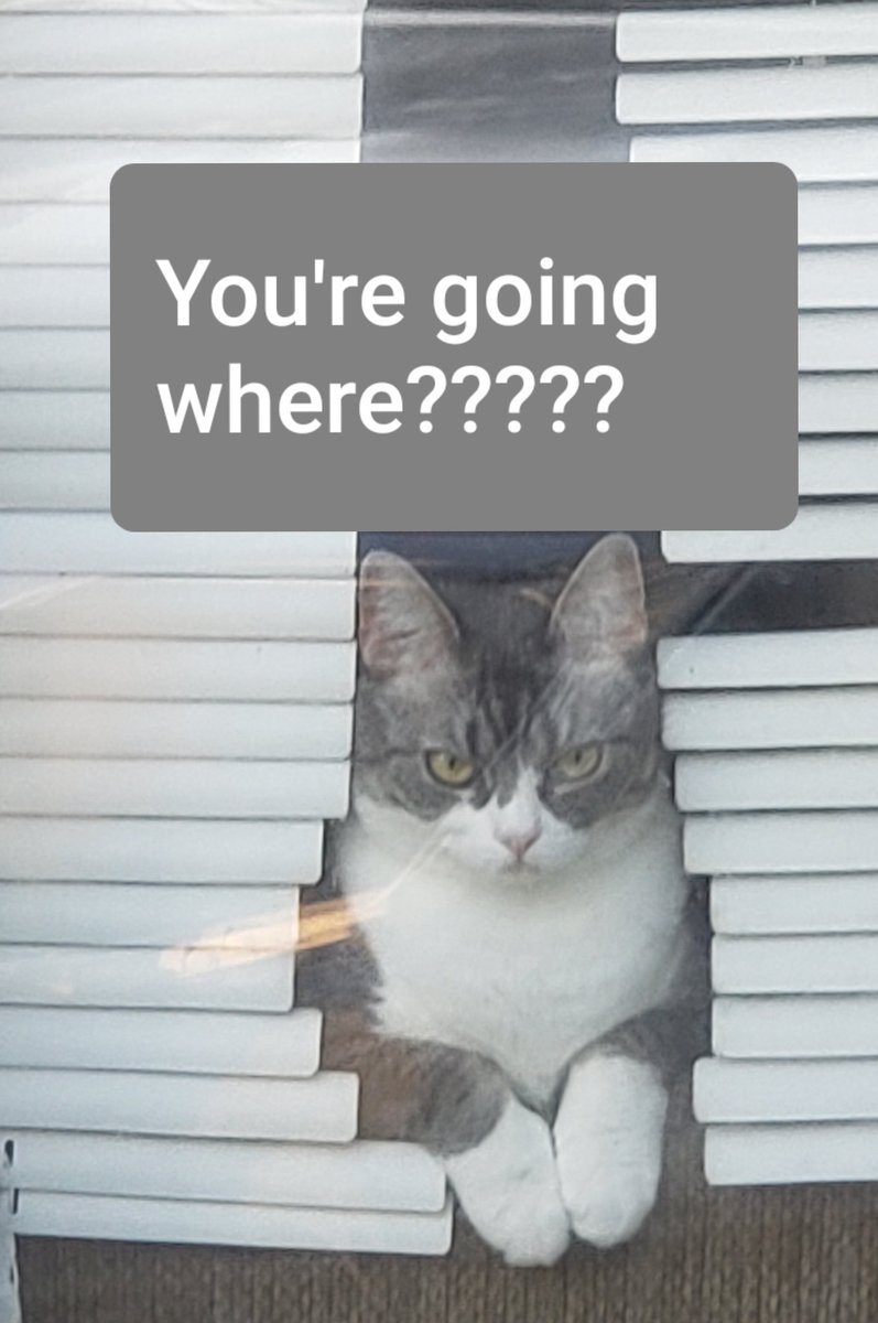 2017Total's tweet image. #CatsOfTwitter  #dontleaveme #iwanttogotoo