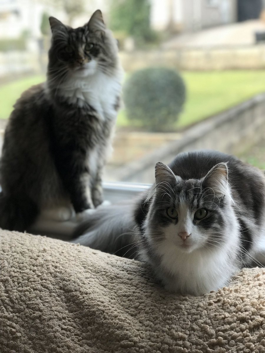 ElizabethPirrie's tweet photo. @Sci_Game_Girl No research required. Norwegian Forest Cats all the way! https://t.co/GGKd7tQyWW