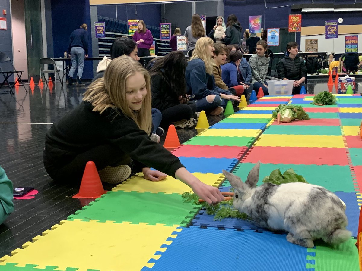 TonkaIB's tweet photo. My face hurts from smiling! Come see bunnies in the Black Box!! 🐰 #mhsmindfulness #bunnybesties @TonkaPrincipal https://t.co/hxozRro4q7