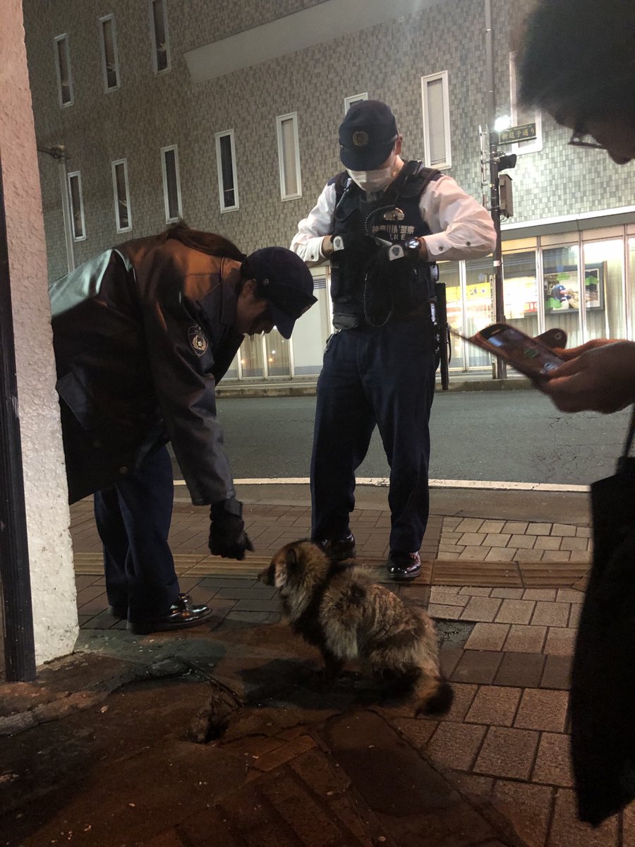 駅前に現れたタヌキが全く動こうとしない 対応している警察官が動物の扱いに慣れていなさすぎて不安になる タヌキを人間扱いｗ Togetter