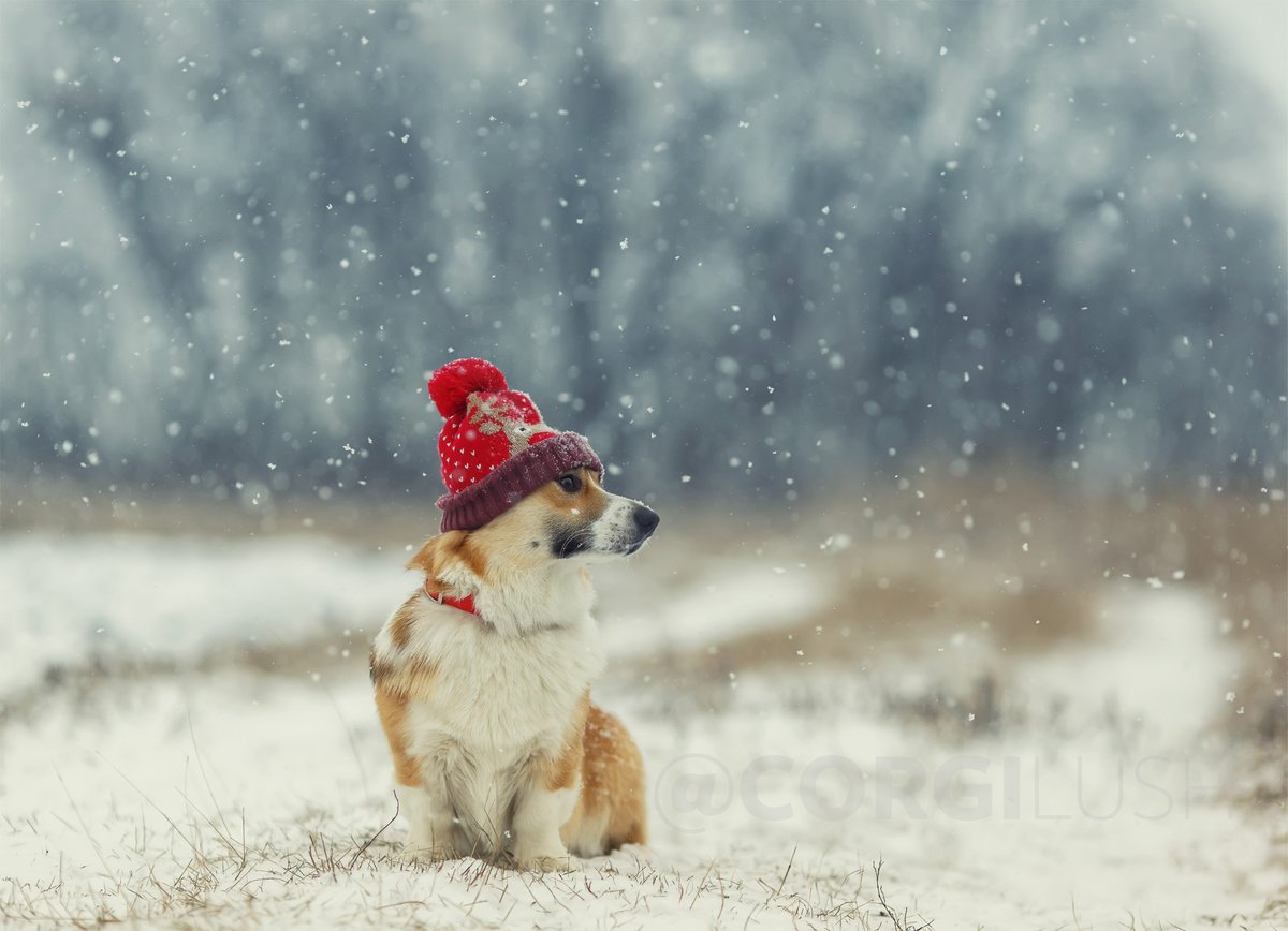 Like my Red hat?⁠
.⁠
#corgi #corgilush #corgipuppy #corgilove #corgilife #welshcorgi #pembrokewelshcorgi #corgigram #corgistagram #corgicommunity #corgis #corgisofinstagram #corgination #corgiaddict #corgiplanet #corgigram #instacorgi #corgiworld #corgilover #corgisgonnacorg