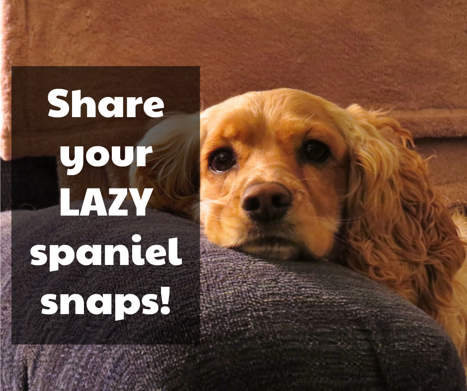 thespanielking's tweet photo. How laaaaaaaaaaaaazy is your Spaniel? https://t.co/fcxYYCdsSe