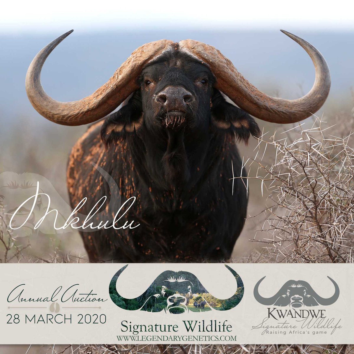 SigWildlife's tweet photo. @kwandwe_signature_wildlife will be offering Mkhulu (52 1/8”) genetics on the 5th annual Signature Wildlife auction on the 28th of March 2020. Save the date to acquire Legendary Genetics.
#SW2020 #capebuffalo #buffalobull #legendarygenetics https://t.co/KLmOG5HcF3