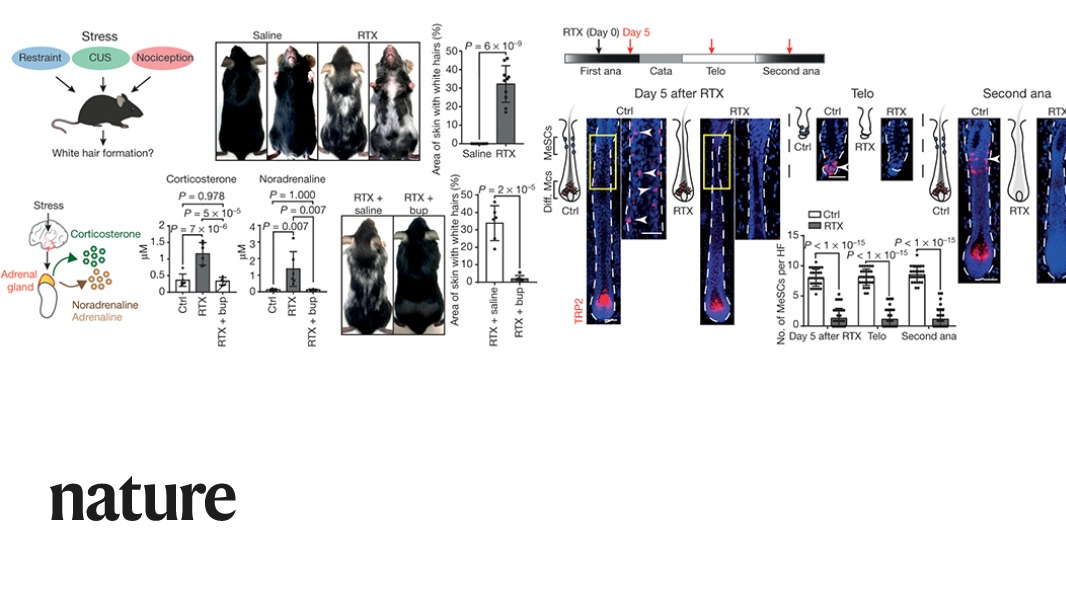 A Nature paper reports stress can cause hair to turn grey in rodents by triggering the depletion of pigment-forming stem cells in hair follicles. This effect seems to be driven by activation of the sympathetic nervous system, contrary to previous theories. go.nature.com/2RMLfSi