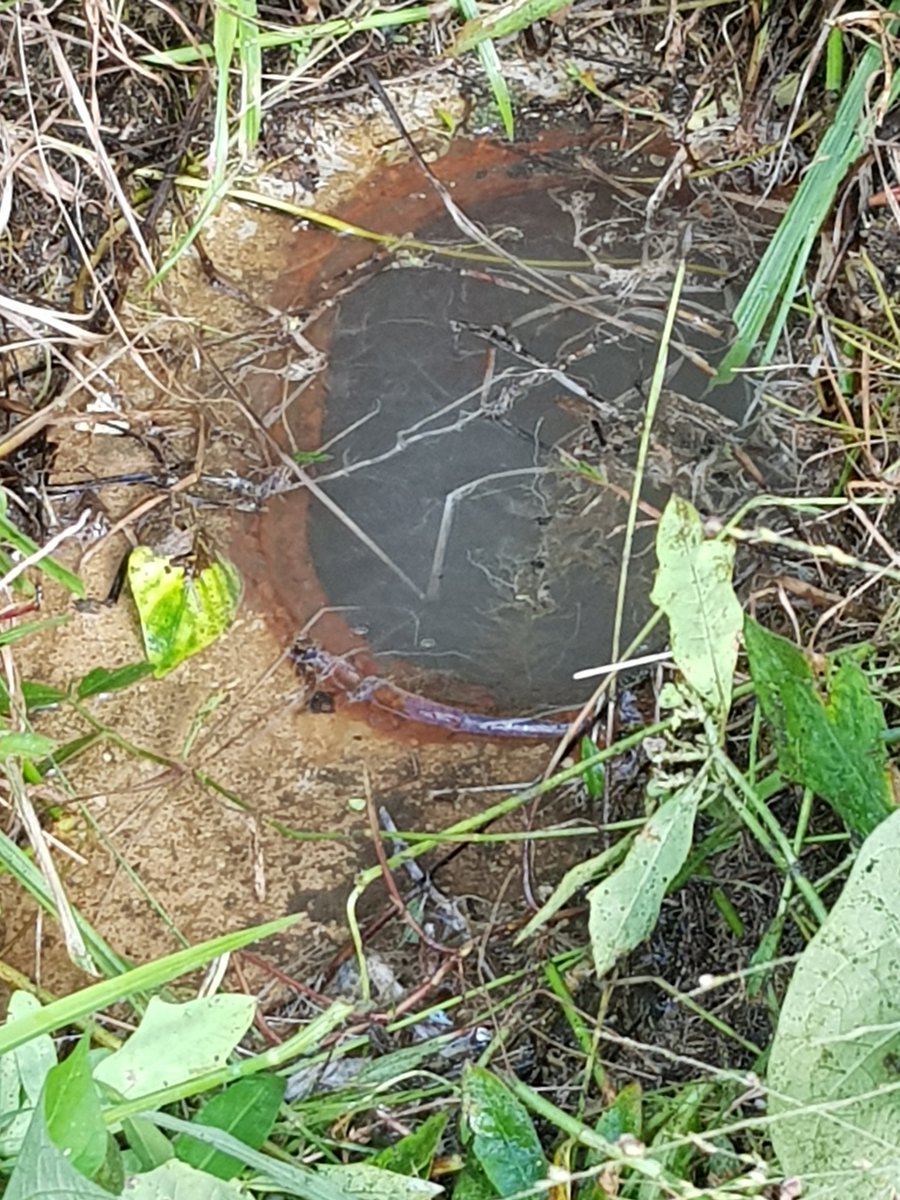 A un año de esto👇 y nada de nada,dos querellas una por hurto y otra salidero y?  coqui #56357429 y #56592231 vendieron el solar y aqui tienen para q se la sigan robando,eso lo pagamos todo¡ Gracias por nada @ACUEDUCTOSPR <a href="/wandavazquezg/">Lcda. Wanda Vázquez Garced</a> <a href="/riverasaniel/">Julio Rivera-Saniel</a> <a href="/fortalezapr/">Puerto Rico Governor's Office</a> #coqui