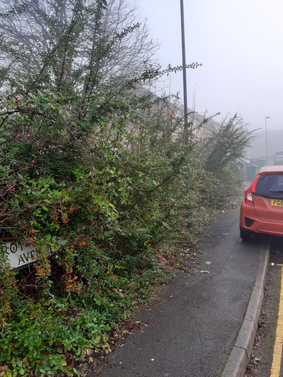 KielMitchell2's tweet photo. Big winter clean up in the area today very over grown shrubs and causing a lot of problems for the residents and the public with it being a fly tipping and litter hotspot fantastic job by one of the apprentices @iam_mark_wright @my_radford @RealmPublic @chidiegenti https://t.co/aCsSKUgrLC