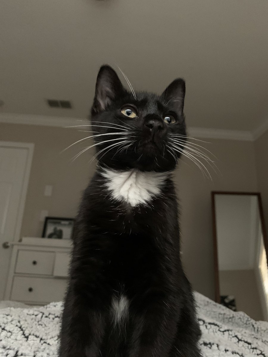 jeremytache's tweet photo. So, my girlfriend got us a cat — we are long distance for the time being, so this is my first and only day with him for a bit — so prepare for your entire feed to be cat pics today https://t.co/ie50twBX8d