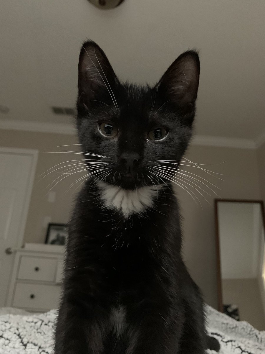 jeremytache's tweet photo. So, my girlfriend got us a cat — we are long distance for the time being, so this is my first and only day with him for a bit — so prepare for your entire feed to be cat pics today https://t.co/ie50twBX8d
