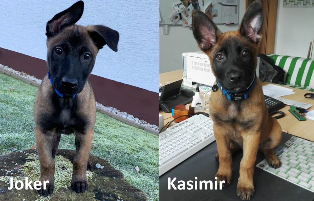 polizei_nrw_do's tweet photo. Auch „Kasimirs“ Bruder wird Polizist!

„Joker“ ist im zarten Alter von drei Monaten bei der @polizei_nrw_k gelandet. Wir gratulieren zum flauschigen Neuzugang 👏. Jetzt stellt sich für uns nur noch eine Frage: Wer ist süßer 😍? Polizei #Köln 🐕 oder Polizei #Dortmund 🐕? https://t.co/48eHcz8WIp