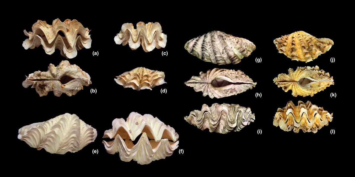 JBiogeography's tweet photo. Phylogenetic analysis of giant clams provides insight into species diversity, phylogenetic relationships and phylogeographical patterns in the Western Indian Ocean.

https://t.co/1P7IrimIrM https://t.co/BYfVrNCVHt