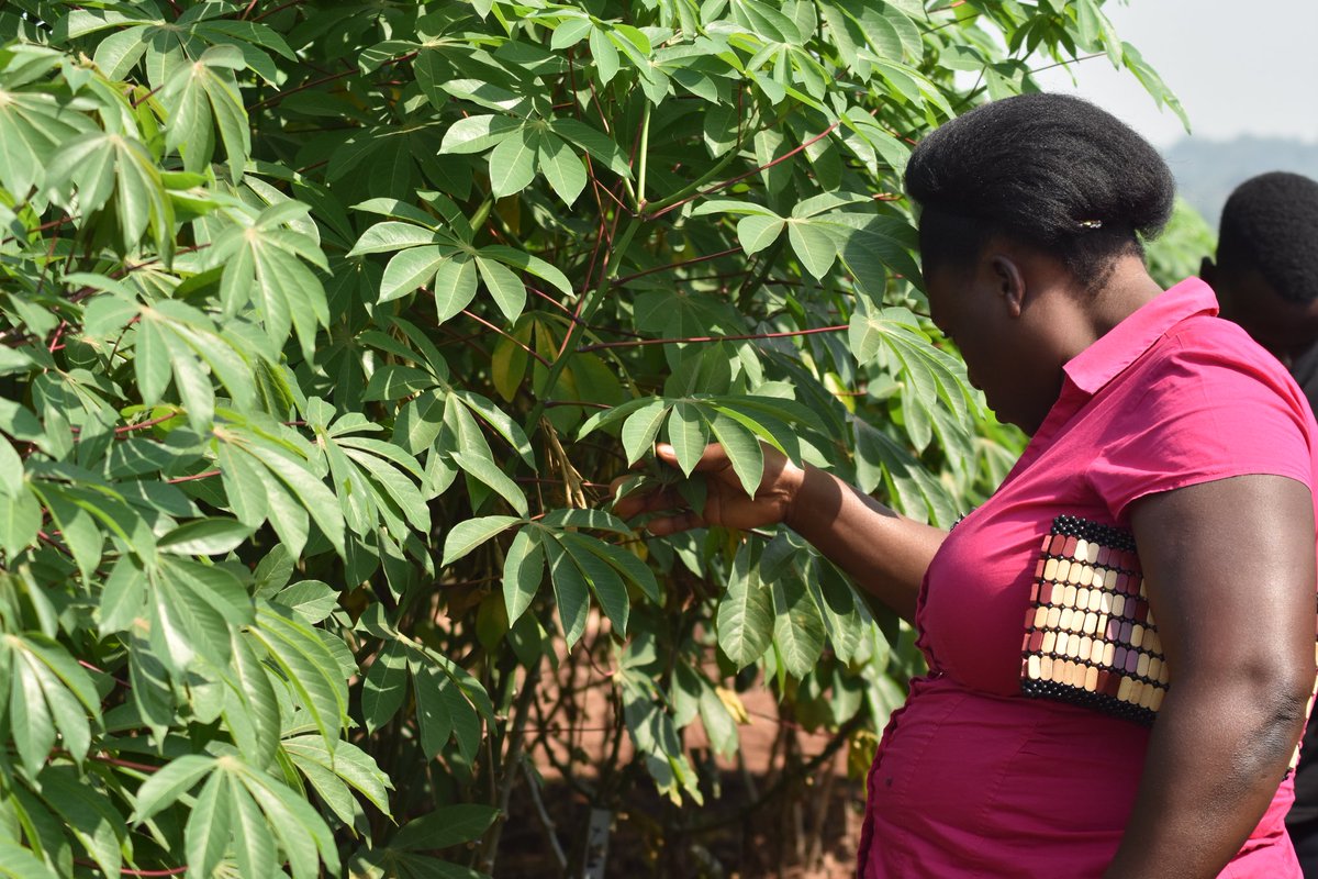 UgandaBIC's tweet photo. Teach a student & you impact a life. Train a teacher & you impact generations of lives-Haseena Dudekula.
By training teachers on modern advances in agric, we're sowing the seeds of generational impact at our #TeachersInternship2020. #scicomm #NARO4Devt https://t.co/Nof7hgmJtF