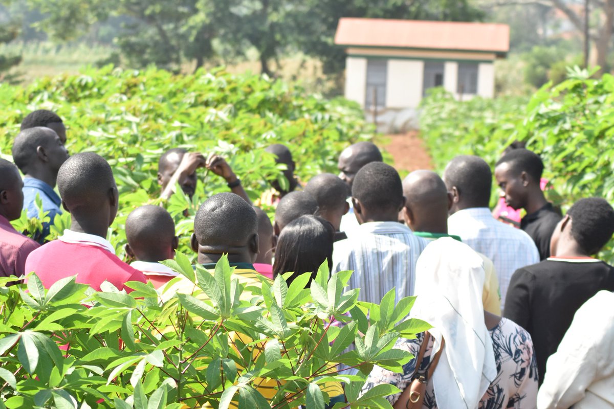 UgandaBIC's tweet photo. Teach a student & you impact a life. Train a teacher & you impact generations of lives-Haseena Dudekula.
By training teachers on modern advances in agric, we're sowing the seeds of generational impact at our #TeachersInternship2020. #scicomm #NARO4Devt https://t.co/Nof7hgmJtF