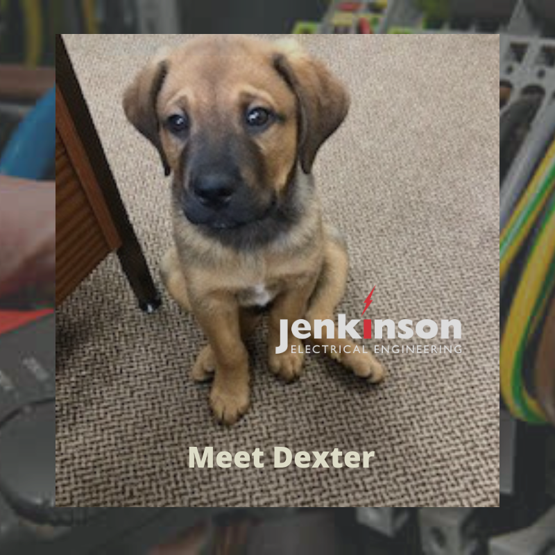 JenkinsonElec's tweet photo. Can you take your dog to work? https://t.co/eL3p3vCeMx