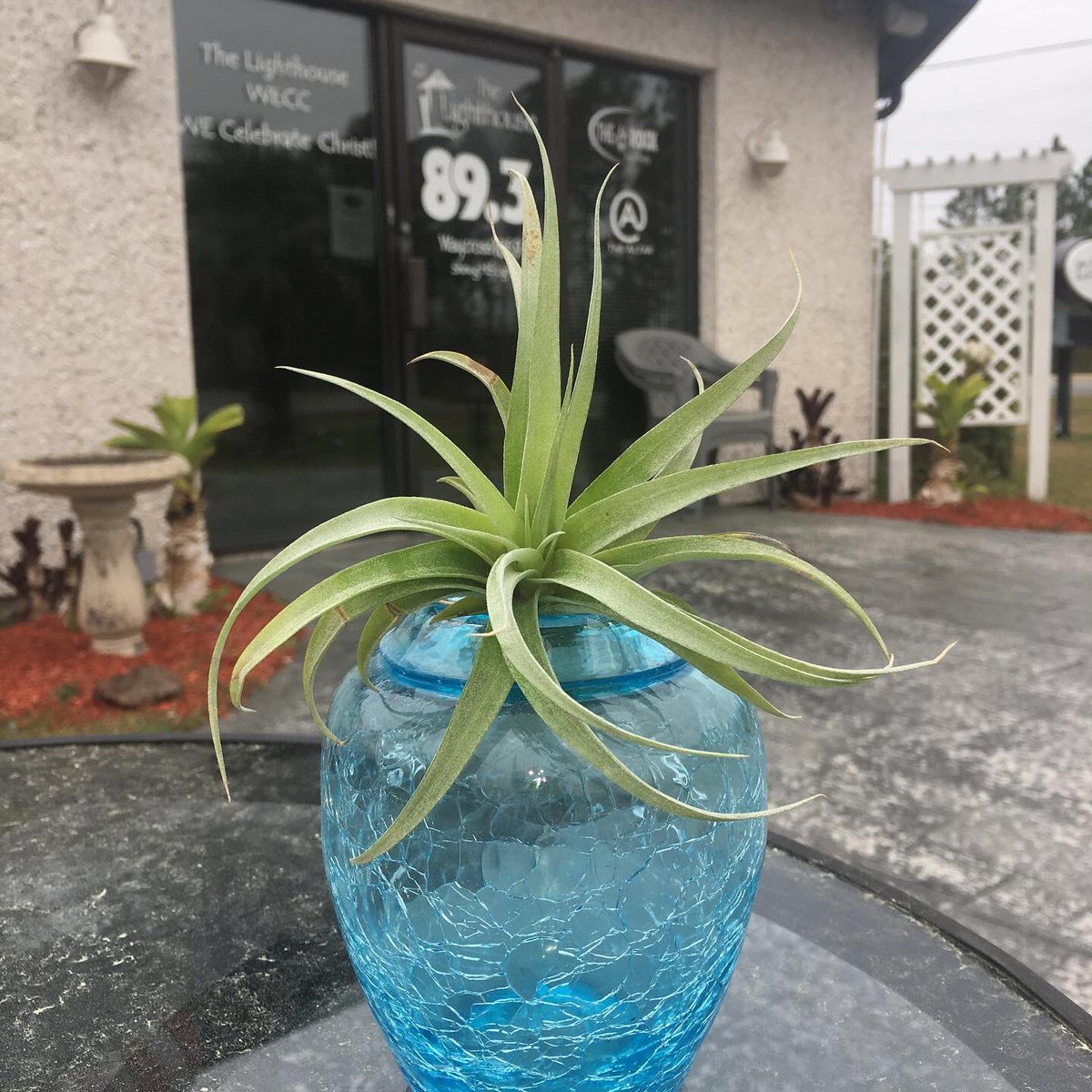 TheLighthouseFM's tweet photo. We just wanted to say thank you @taurenwells for sending us this beautiful Tillandsia! We encourage you to tune in to The Lighthouse 89.3 or download our free app to stream, so you can hear Tauren’s newest single “Like You Love Me”! https://t.co/kEcEnAh0iH