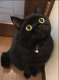 marillion13's tweet photo. #CuteMiniPanther #Panfur #PrintrerestPic #NoBadLuck
π½π½π½πππ
@Bo_the_Panfur @PushkinPanther @PanfurSquad @PankythePanfur @Angeladilanzo @lyttlenesh @HomerBlindCat @MorrisAnimal @CatChanceSarnia @ColeTheBlackCat @iammoshow @Palmolive_S_Pan @theAleppoCatman @catswithnohope https://t.co/GD6aMqndEt