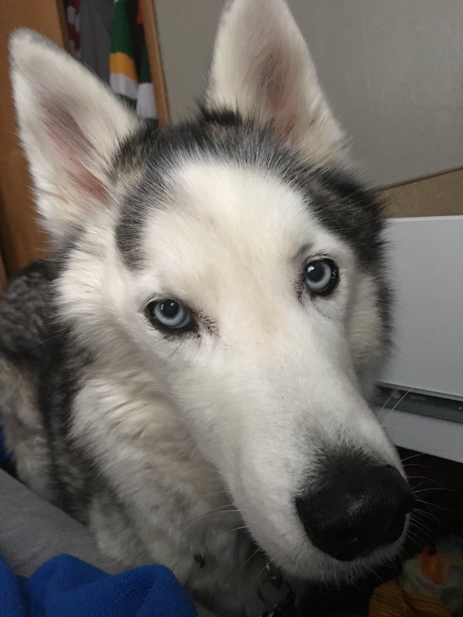 jac0520's tweet photo. So much for sleeping in #siberianhuskyproblems https://t.co/VcwTIwfTki