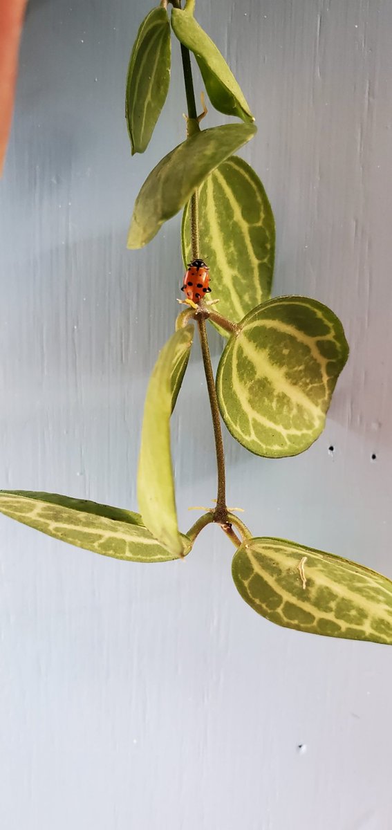 Ready to release beneficial insects indoors? gardenrant.com/2020/01/ready-…