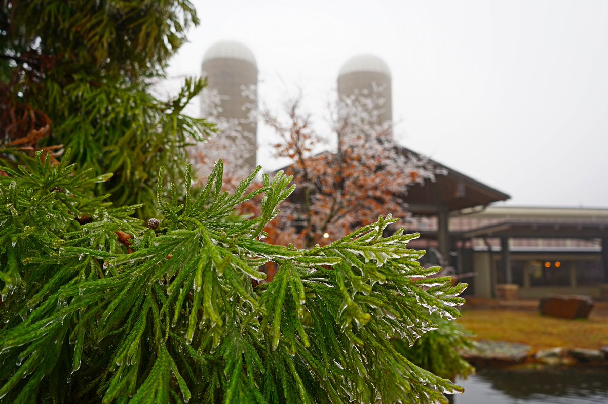 Rockefeller's tweet photo. An ice-covered Institute this morning on Petit Jean Mountain. #arwx https://t.co/SPCTQLJAPK