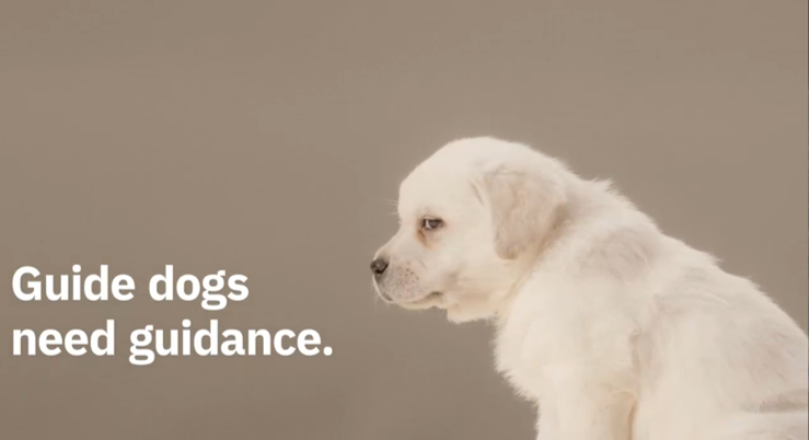 pstremus's tweet photo. What makes a guide dog successful? #BigData and #AI help to crack the code via @IBM #thisisIBMbe https://t.co/JE22UgXJHo https://t.co/C6BoeqRs0E