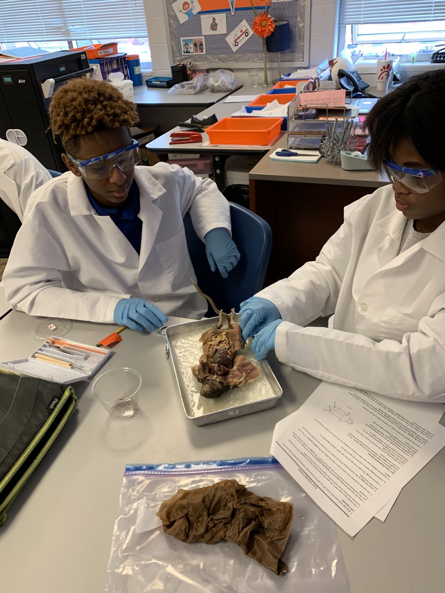 7th HCS Rat dissections ✅⁦<a href="/RamseyMS_JCPS/">Ramsey Middle School</a>⁩ ⁦<a href="/RamseyPrincipal/">Katie LaDuke</a>⁩