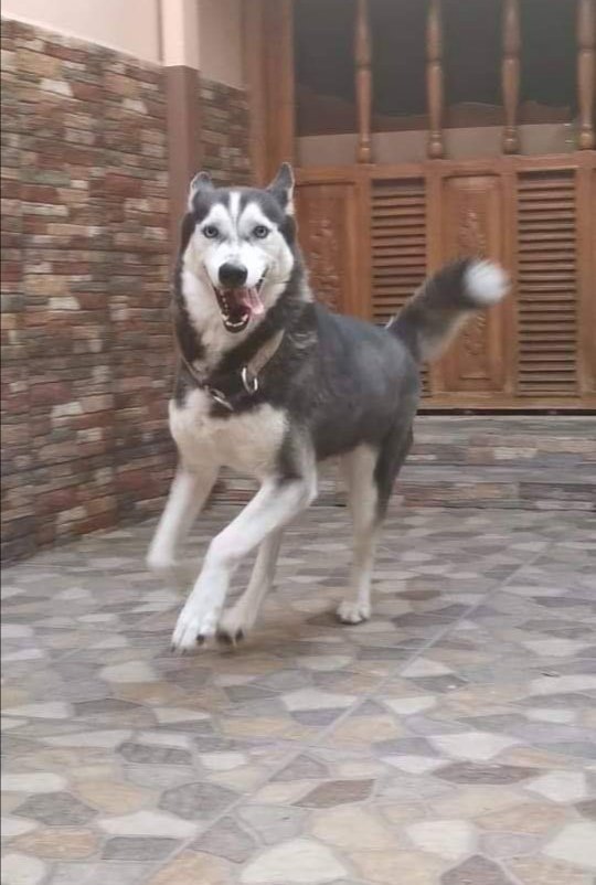 #SERVICIOSOCIAL
El día de hoy perdí a mi perrita Husky de nombre channel, En San Miguel. Fue vista por última vez frente al cementerio General. Porta un collar rosado, se dara recompensa. 78590377