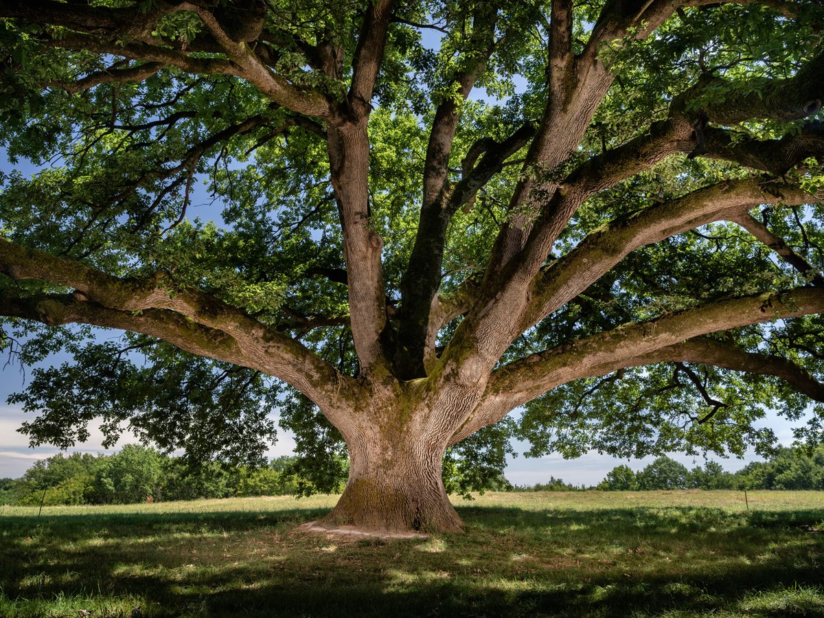 Concours de l'Arbre de l'Année
Fin du suspense ! C'est le hêtre multi-centenaire de St-Jammes de Bezaucelle (Occitanie) et le Chêne de Tombeboeuf (Nlle-Aquitaine) qui remportent le prix du public et le prix du Jury 2019. Bravo aux candidats et RDV le 1er mars pour l'édition 2020!