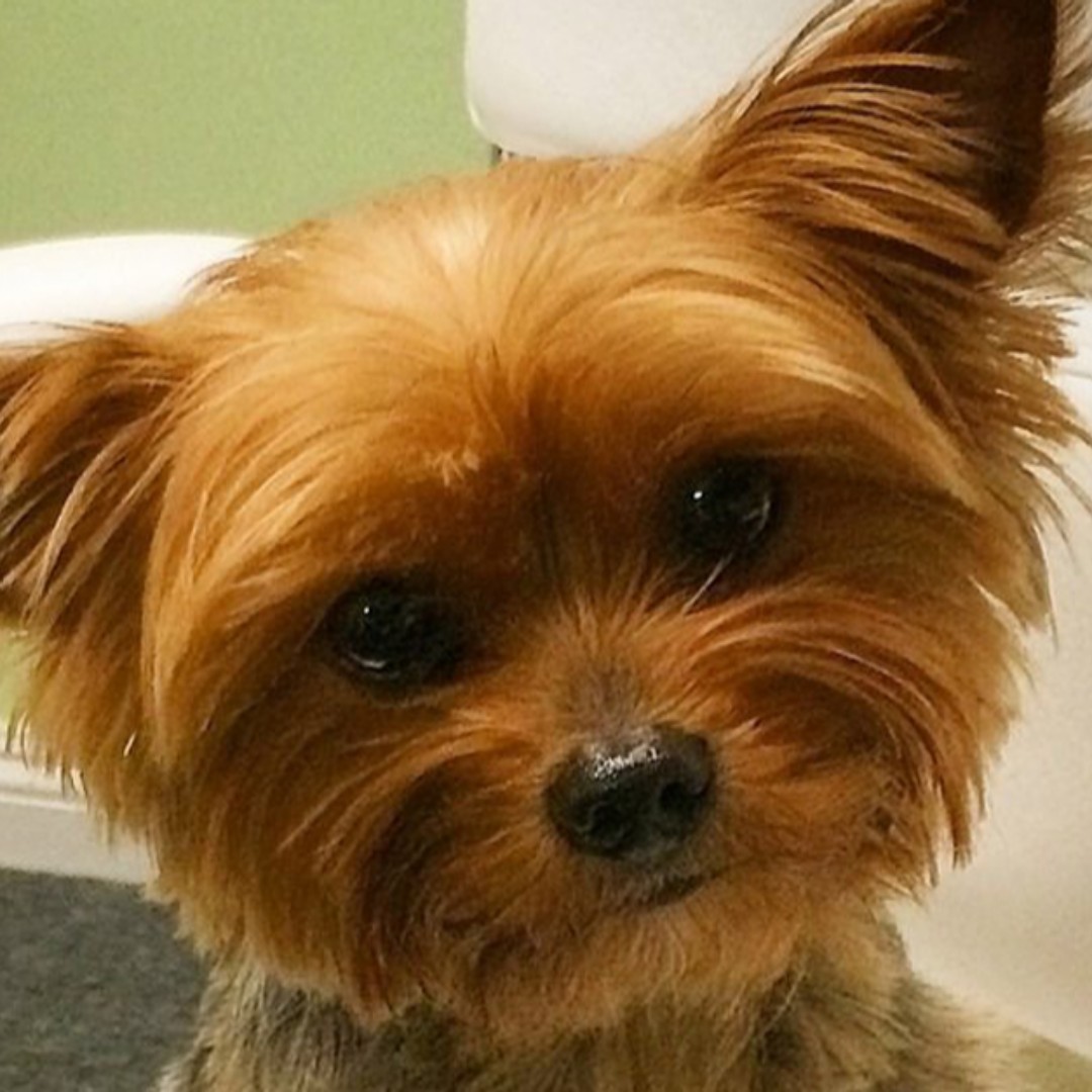 For every first-time customer purchase made at chewy.com/rp/9083 <a href="/Chewy/">Chewy</a> will donate $20 to United Yorkie Rescue! Shop Chewy &amp; help UYR continue our mission to save as many Yorkies as possible🐾💗 #adoptdontshop #yorkie #rescuedogs #bekindtoanimals #yorkielove #dogsarefamily