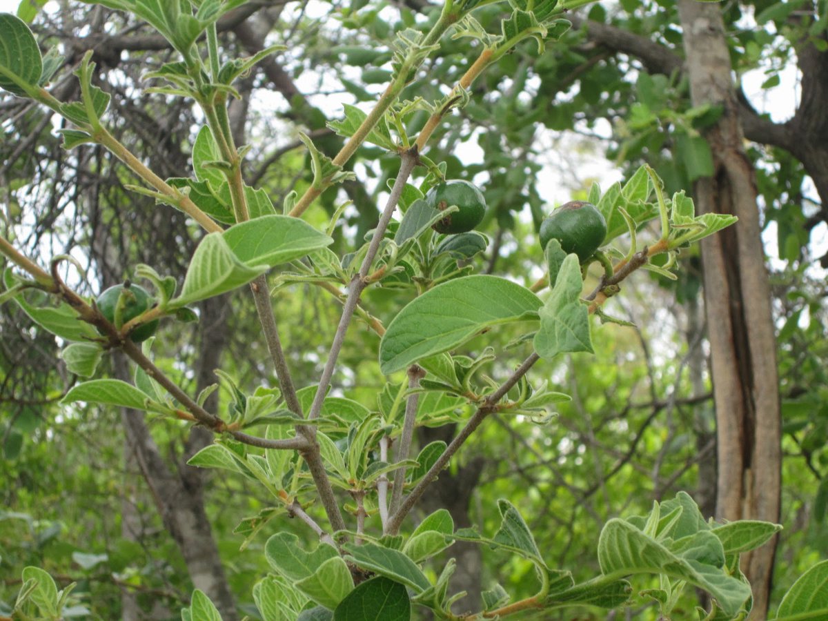 #TreeOfTheWeek #PlantATree #FromSeedToForest Shona: Nzvirin'ombe/ nzvirimombe Ndebele: Umviyo A slow growing ever green bush that does not grow beyond 3m. It is found in woodlands across Zimbabwe favoring sandy soils and sheltering under other big trees.