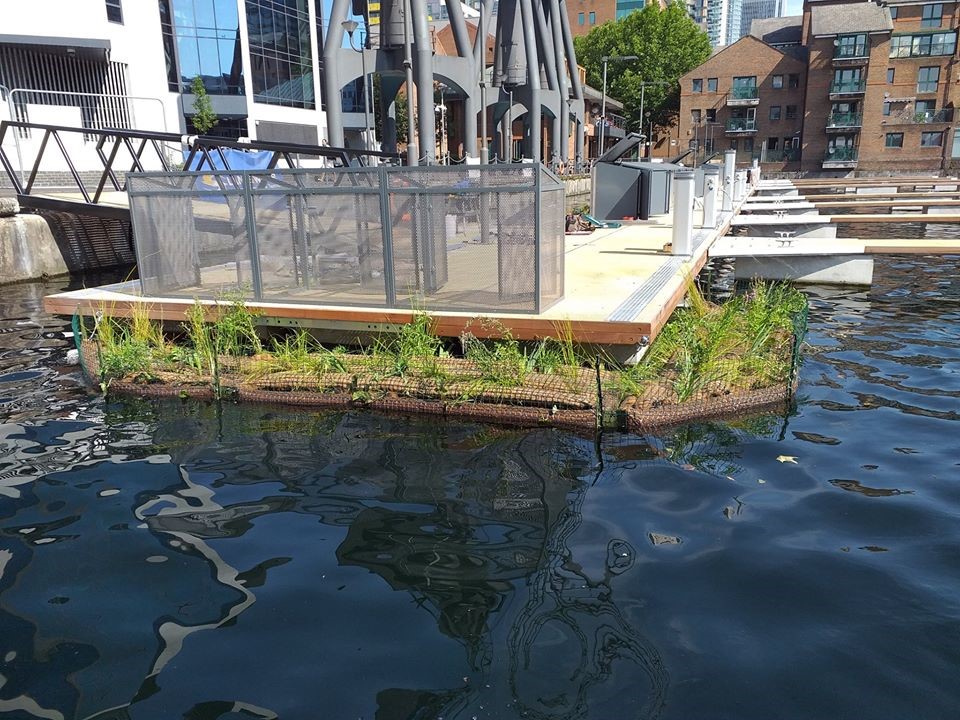 LandandWaterCo's tweet photo. Throwback Thursday! In August last year, Terraqua ES transformed Millwall Dock’s moorings with floating edges. These #plants will protect the spawning of aquatic #wildlife, a goal we hold close to our hearts. 

#TBT #transformation #morethandredging #civilengineering #civils https://t.co/WEJmY7dgbw