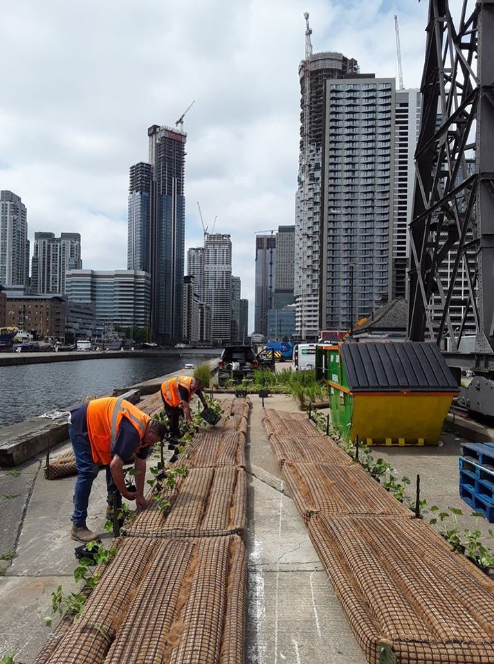 LandandWaterCo's tweet photo. Throwback Thursday! In August last year, Terraqua ES transformed Millwall Dock’s moorings with floating edges. These #plants will protect the spawning of aquatic #wildlife, a goal we hold close to our hearts. 

#TBT #transformation #morethandredging #civilengineering #civils https://t.co/WEJmY7dgbw