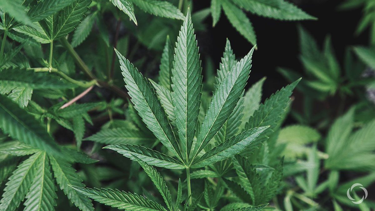 LTParentLife's tweet image. Do your teens ever ask you "what's the big deal with marijuana" or say that it is "harmless?" Check out this week's Parent Life blog for some insight and information on how to tackle the marijuana question with your teens. 
buff.ly/2PafYso