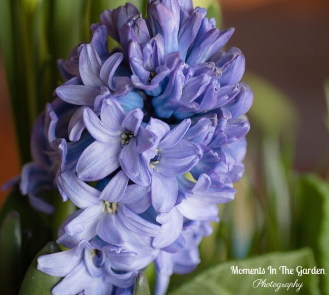 MomentsintheG's tweet image. I take solace in indoor spring potted bulbs surrounding me during this cold winter snap.  #springcontainer #pottedbulbs #springflowers #tulip #miniaturedaffordil #hyacinth #momentsinthegardenphotography