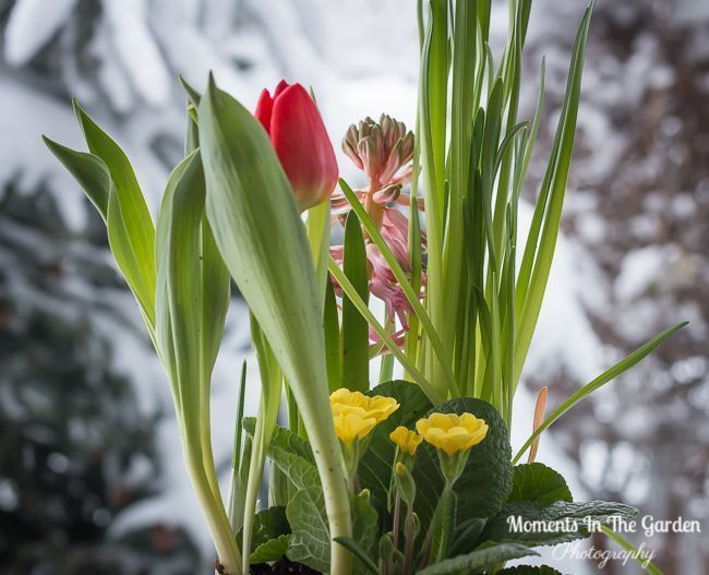 MomentsintheG's tweet image. I take solace in indoor spring potted bulbs surrounding me during this cold winter snap.  #springcontainer #pottedbulbs #springflowers #tulip #miniaturedaffordil #hyacinth #momentsinthegardenphotography