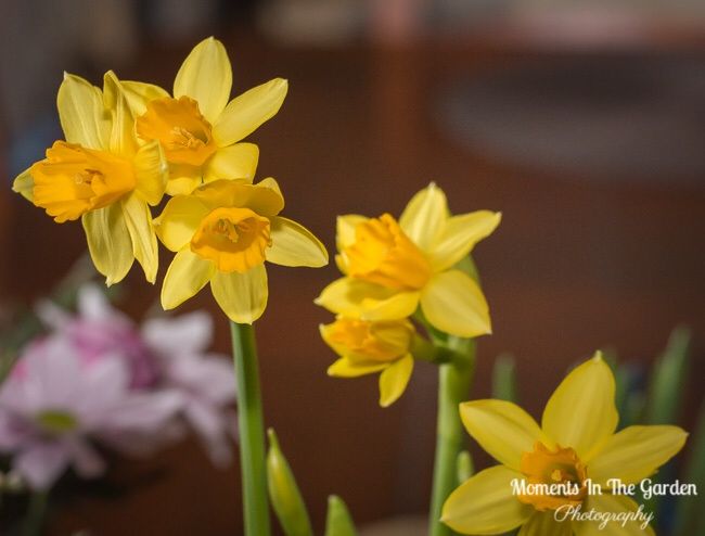 MomentsintheG's tweet image. I take solace in indoor spring potted bulbs surrounding me during this cold winter snap.  #springcontainer #pottedbulbs #springflowers #tulip #miniaturedaffordil #hyacinth #momentsinthegardenphotography