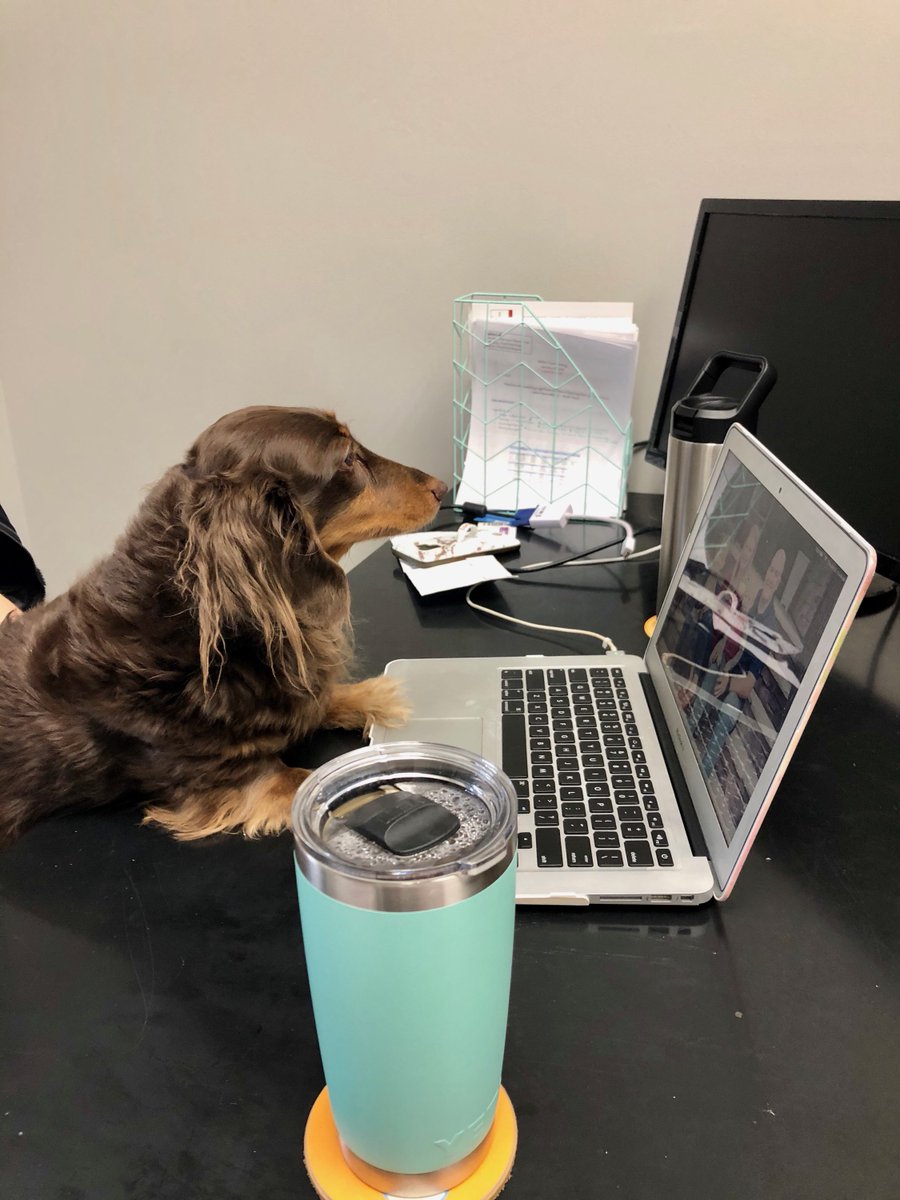 KimaRealEstate's tweet photo. It's not uncommon to find a dog 🐶 or two in our office, but none of them work as hard as #Schatzie 🤣 Thanks for sharing her with us today, @kelskapowski 

#kimarealestategroup #kellerwilliamspreferred #dogsofrealestate https://t.co/4tdiy3gMxK