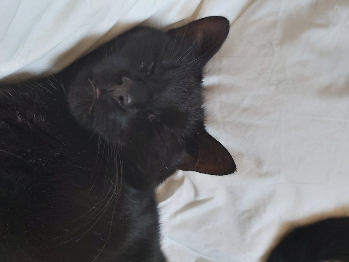itsdrmac's tweet photo. I am happy to announce my cat Alphonse as coauthor on our next research paper. His brother Toru's been working really hard figuring out a tricky algorithm using the power of yoga and weird facial expressions. We couldn't have done it without them.  #catsinscience #workingfromhome https://t.co/nsxFRojnTg