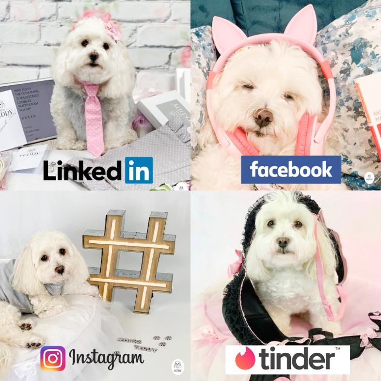 MissTeddyUK's tweet photo. Get me a lady who can do it all... Sorry but I couldn’t resist! ( well mummy couldn’t! )
.
.’.
#dollyparton #instagram #facebook #linkedin #dollypartonchallenge #itgirlstyle #tinder #instadog #socialmedia #maltesepuppy #ilovemymaltese #maltipoo #maltipoopuppy #cutedogs https://t.co/iVZ6UrQAkT