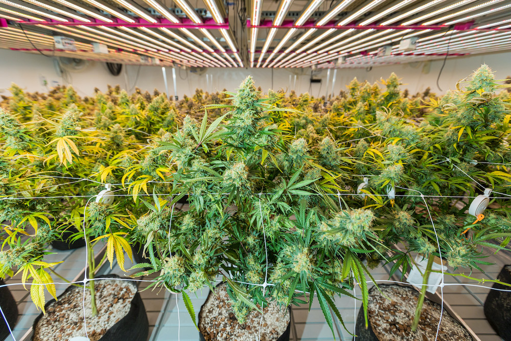 progrowtech's tweet photo. Want to learn more about our LEDs? Get answers to some of our most commonly asked questions. #cannabis https://t.co/iqlIfM0xQJ https://t.co/QEOToG8DXW
